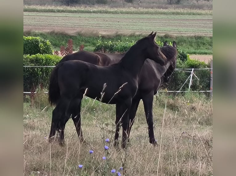 Hannoveraan Merrie 1 Jaar 170 cm Zwartbruin in Mansfeld