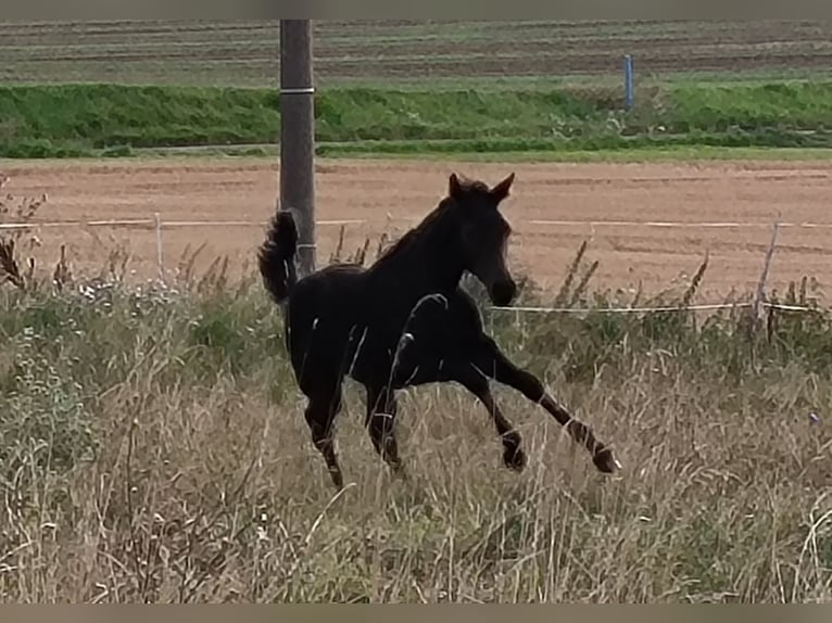 Hannoveraan Merrie 1 Jaar 170 cm Zwartbruin in Mansfeld