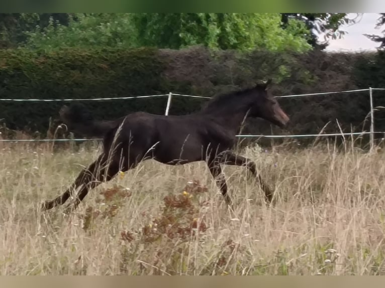 Hannoveraan Merrie 1 Jaar 170 cm Zwartbruin in Mansfeld