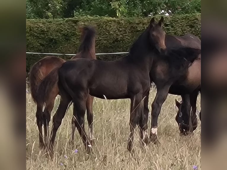 Hannoveraan Merrie 1 Jaar 170 cm Zwartbruin in Mansfeld