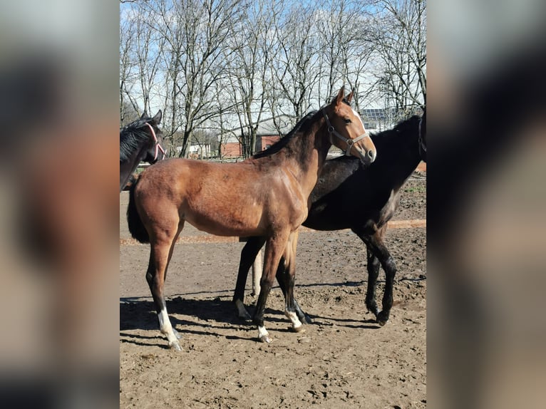 Hannoveraan Merrie 1 Jaar 172 cm Bruin in Vienenburg