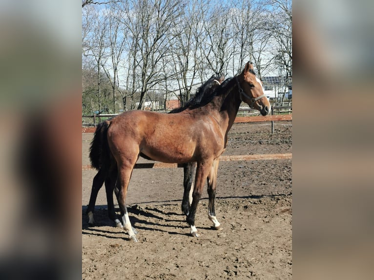 Hannoveraan Merrie 1 Jaar 172 cm Bruin in Vienenburg