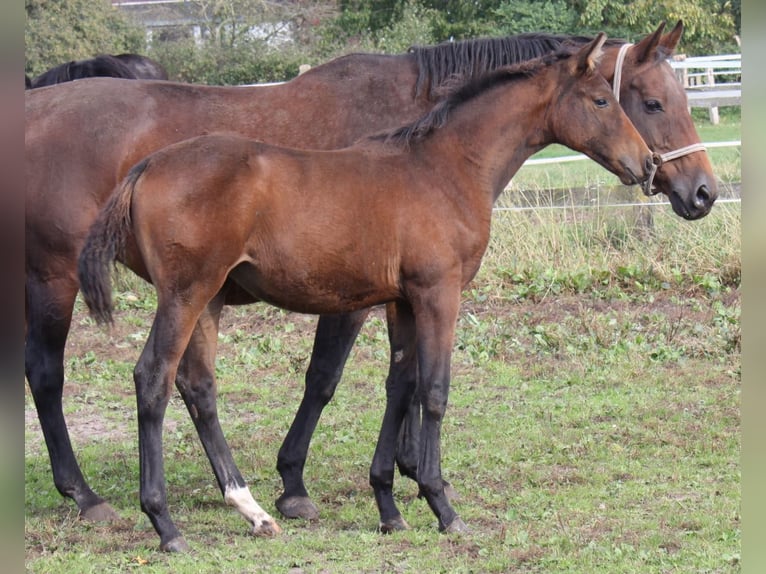 Hannoveraan Merrie 1 Jaar 172 cm Bruin in Ratekau