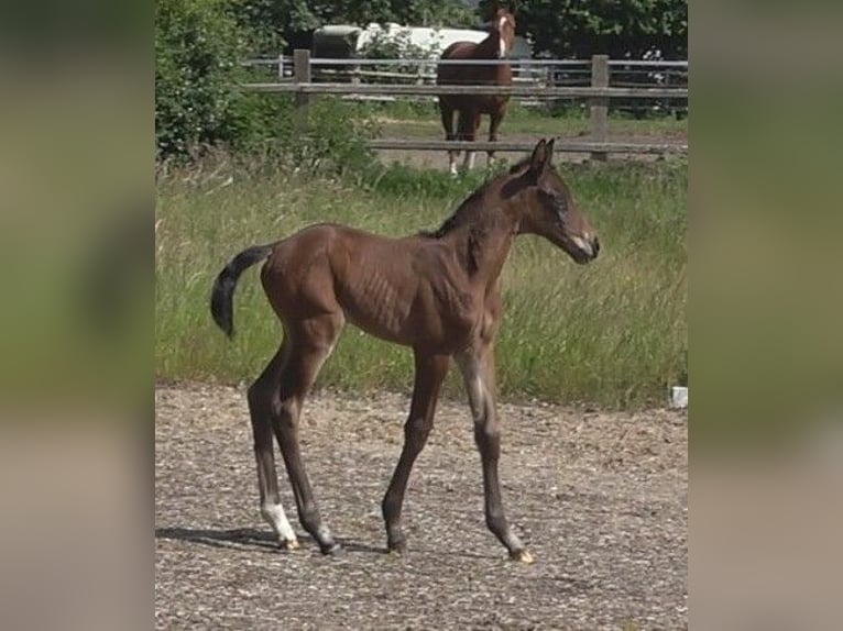 Hannoveraan Merrie 1 Jaar 172 cm Bruin in Ratekau