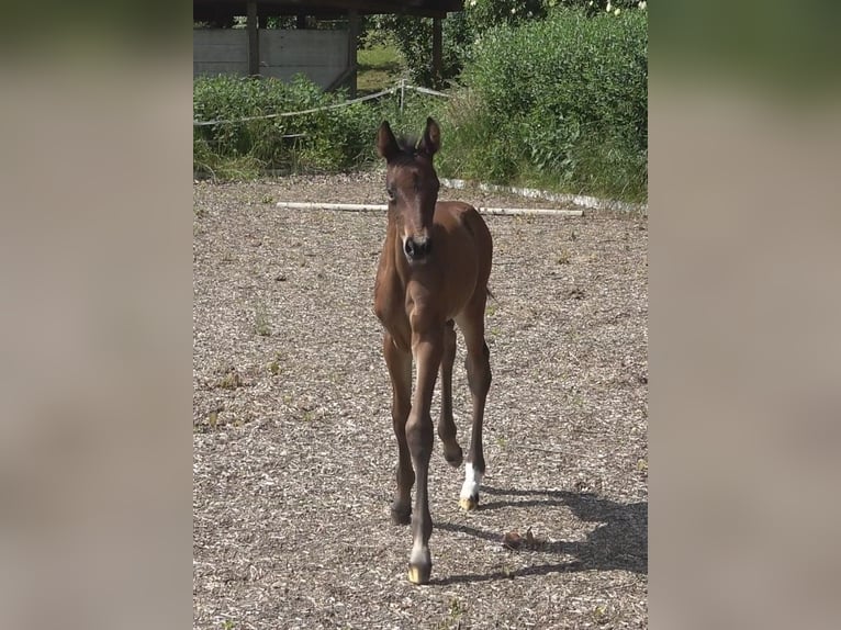 Hannoveraan Merrie 1 Jaar 172 cm Bruin in Ratekau