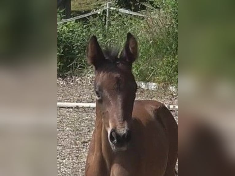 Hannoveraan Merrie 1 Jaar 172 cm Bruin in Ratekau