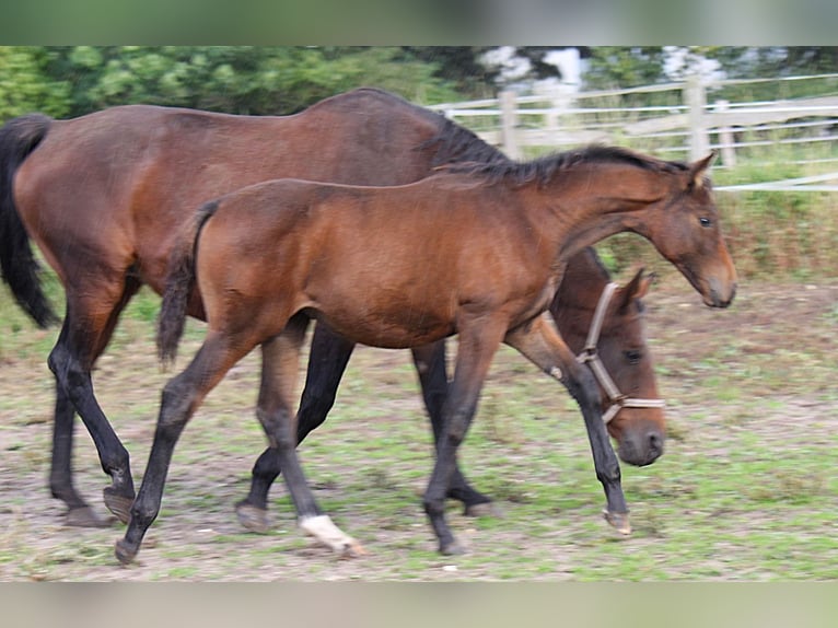 Hannoveraan Merrie 1 Jaar 172 cm Bruin in Ratekau