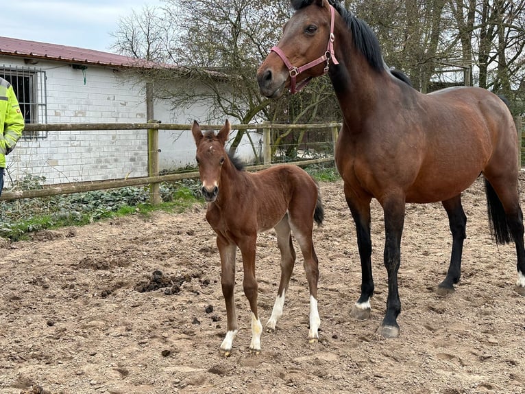 Hannoveraan Merrie 1 Jaar 172 cm Bruin in Gro&#xDF;ostheim