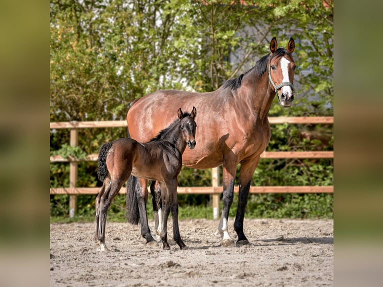 Hannoveraan Merrie 1 Jaar 172 cm Donkerbruin in Königslutter am Elm