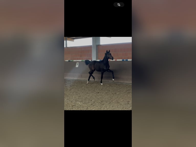 Hannoveraan Merrie 1 Jaar 172 cm Donkerbruin in Langwedel