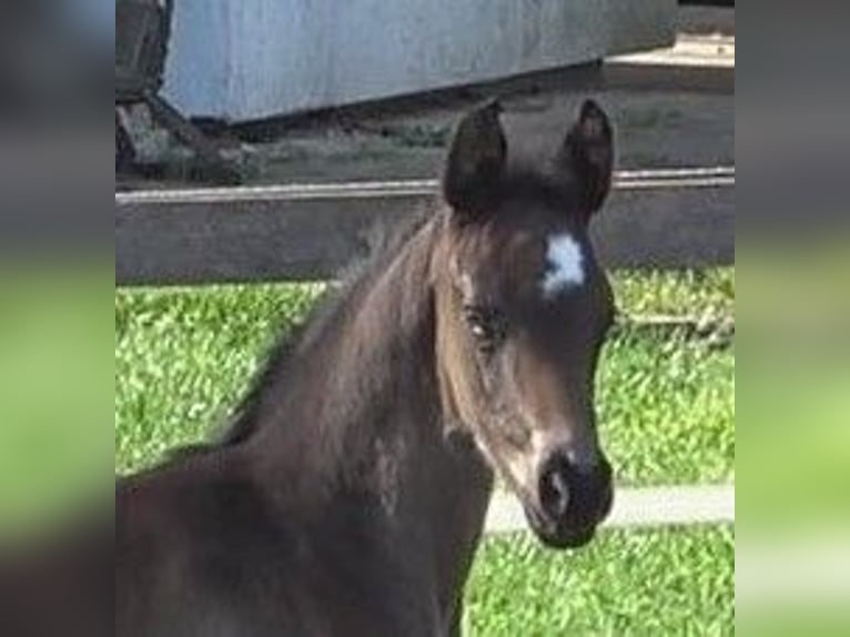 Hannoveraan Merrie 1 Jaar 172 cm Zwartbruin in Ratekau