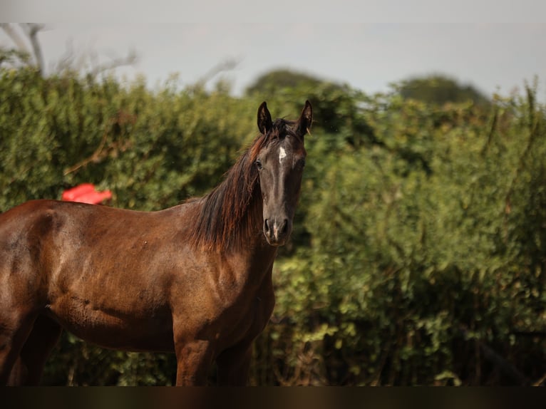 Hannoveraan Merrie 1 Jaar 172 cm Zwartbruin in Moers