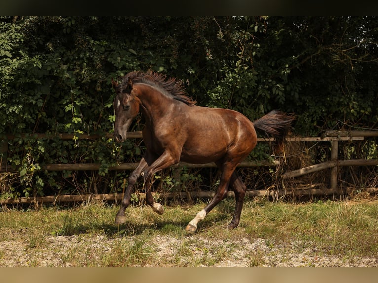 Hannoveraan Merrie 1 Jaar 172 cm Zwartbruin in Moers