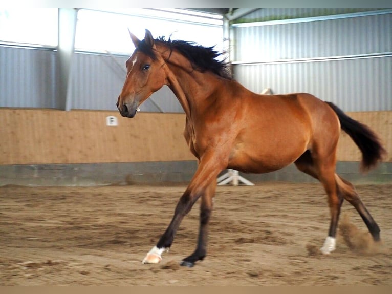 Hannoveraan Merrie 1 Jaar 173 cm Bruin in Zarpen