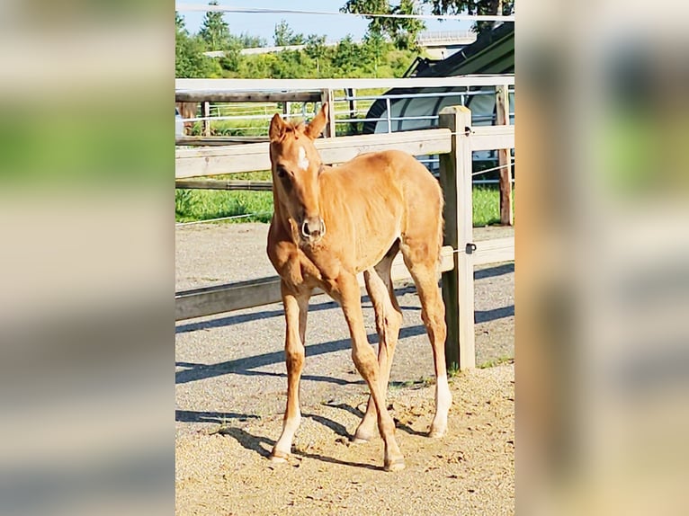 Hannoveraan Merrie 1 Jaar 173 cm Donkere-vos in Langenau