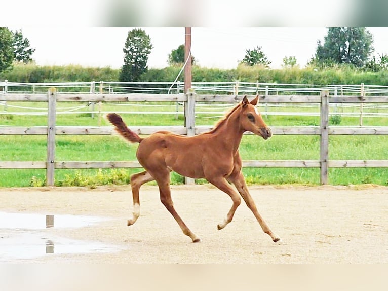 Hannoveraan Merrie 1 Jaar 173 cm Donkere-vos in Langenau