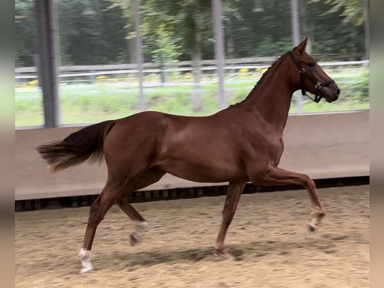 Hannoveraan Merrie 1 Jaar 173 cm Vos in Westerkappeln