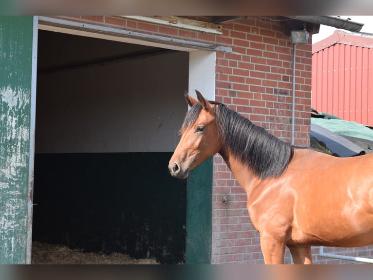 Hannoveraan Merrie 1 Jaar 175 cm Bruin in Beelen