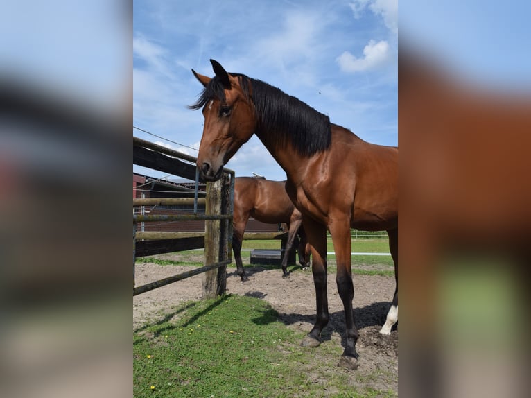 Hannoveraan Merrie 1 Jaar 175 cm Bruin in Beelen