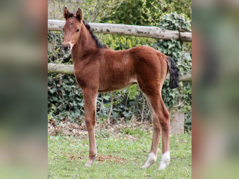 Hannoveraan Merrie 1 Jaar Bruin in Neustadt am Rübenberge