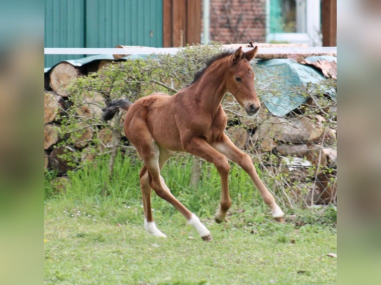 Hannoveraan Merrie 1 Jaar Bruin in Neustadt am Rübenberge