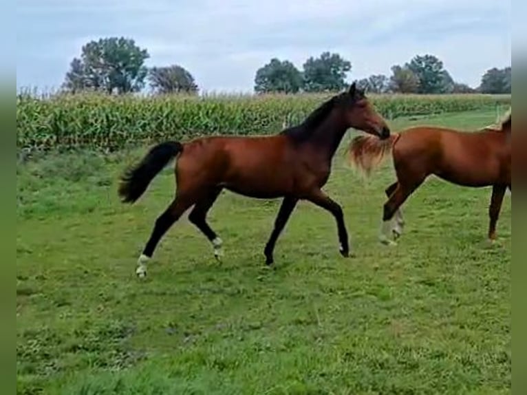 Hannoveraan Merrie 1 Jaar Bruin in Wiesenaue