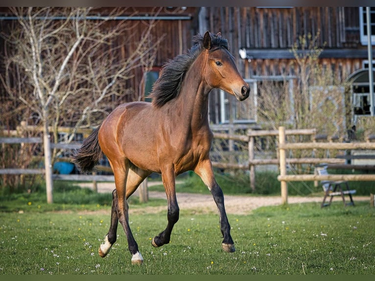 Hannoveraan Merrie 1 Jaar Bruin in Burladingen