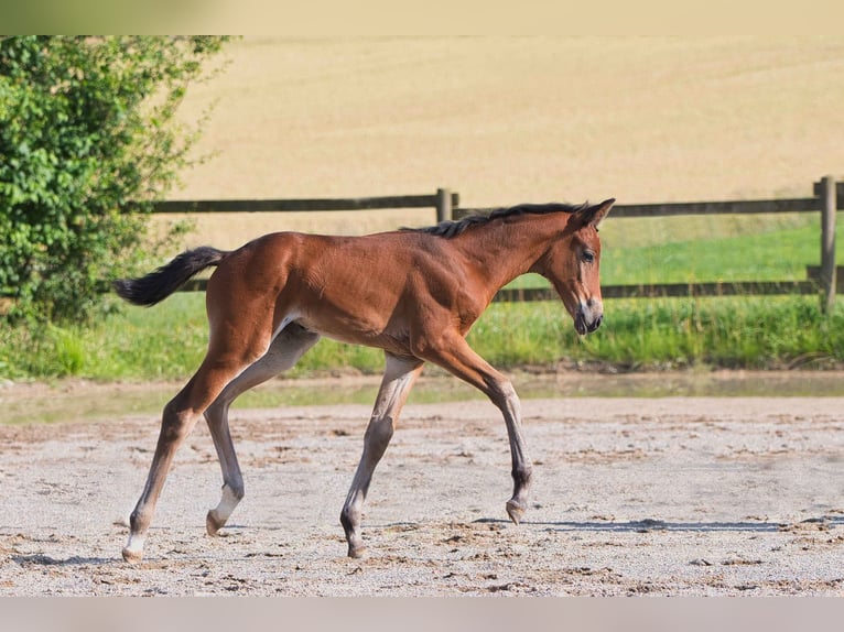 Hannoveraan Merrie 1 Jaar Bruin in Burladingen