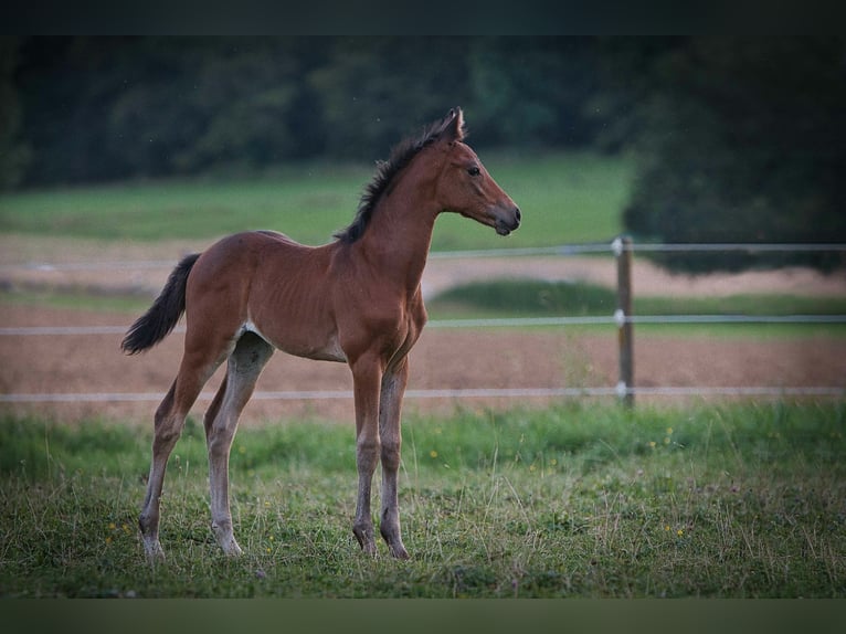Hannoveraan Merrie 1 Jaar Bruin in Burladingen