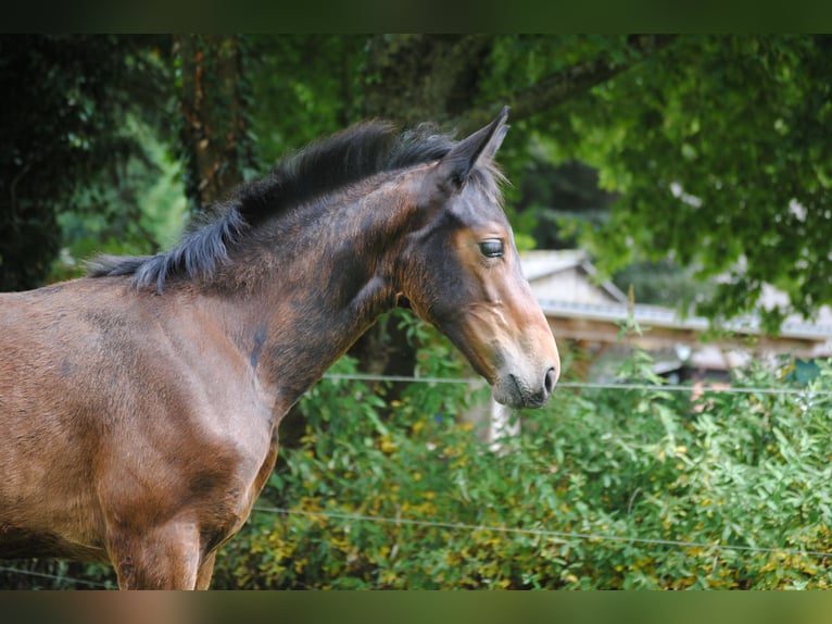 Hannoveraan Merrie 1 Jaar Bruin in Hagen