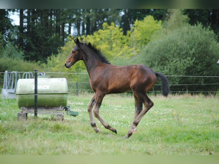 Hannoveraan Merrie 1 Jaar Bruin in Hagen