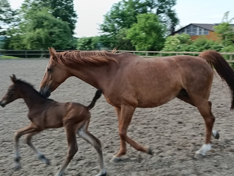 Hannoveraan Merrie 1 Jaar Bruin in Hemer