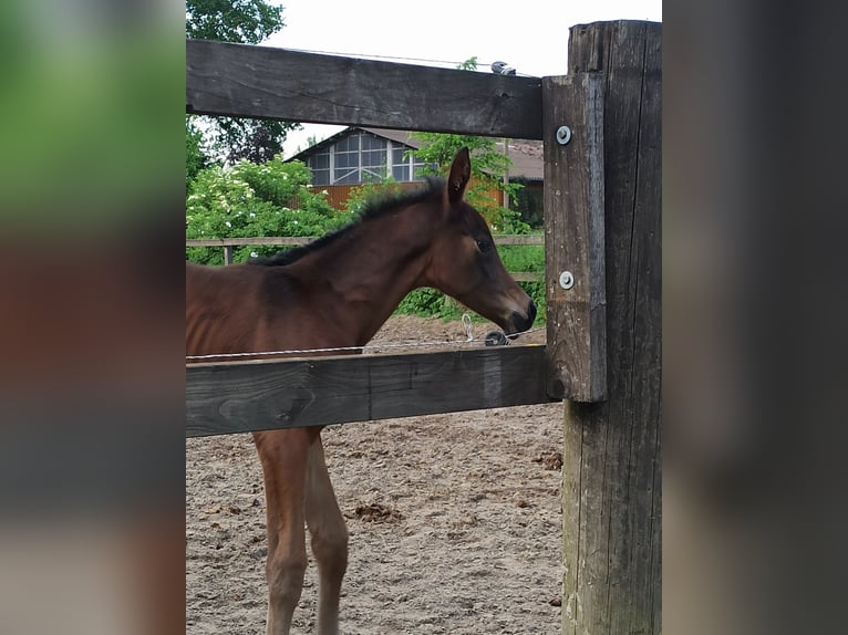 Hannoveraan Merrie 1 Jaar Bruin in Hemer