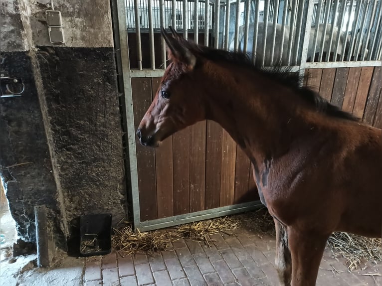 Hannoveraan Merrie 1 Jaar Bruin in Hemer