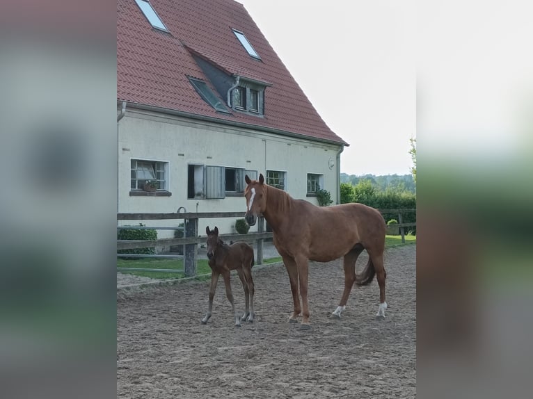 Hannoveraan Merrie 1 Jaar Bruin in Hemer