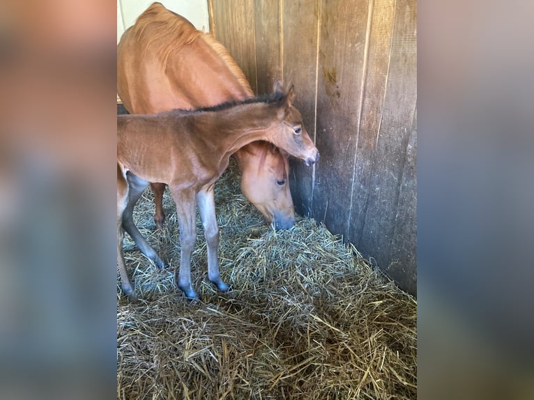 Hannoveraan Merrie 1 Jaar Bruin in Hemer