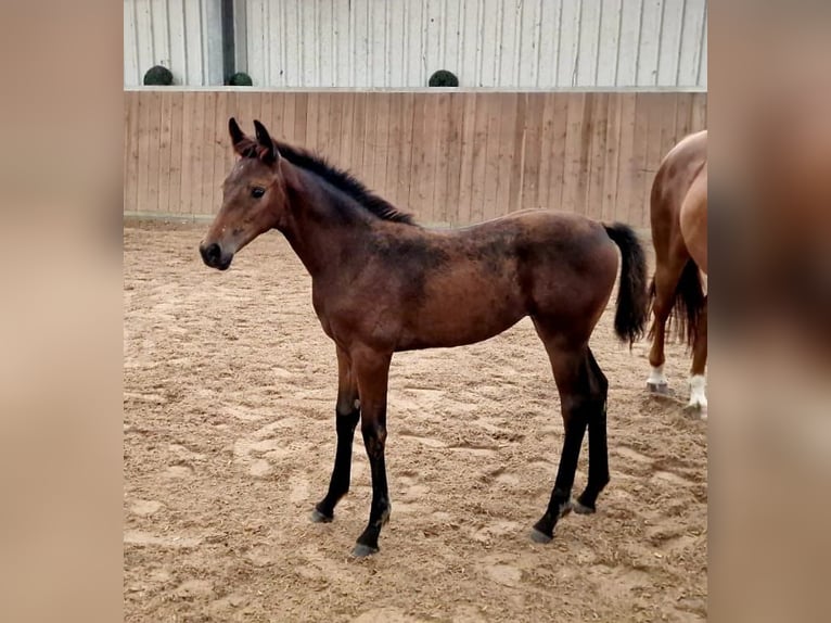 Hannoveraan Merrie 1 Jaar Bruin in Hemer