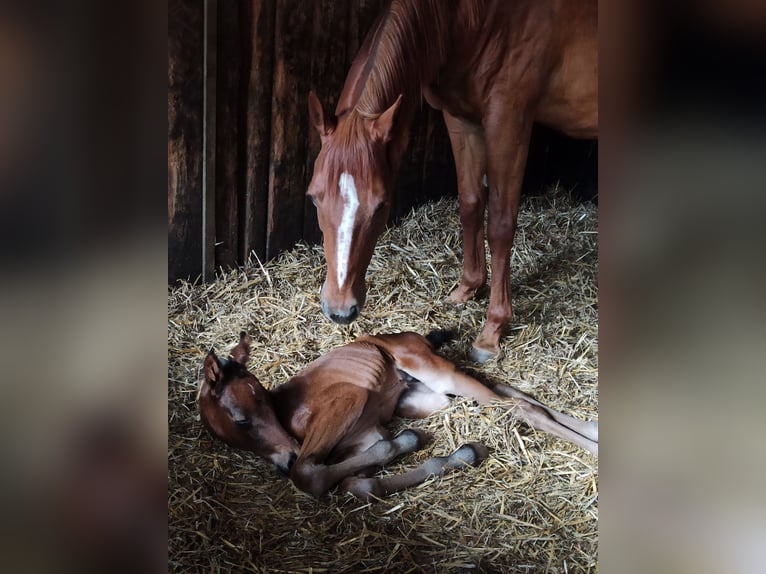 Hannoveraan Merrie 1 Jaar Bruin in Hemer