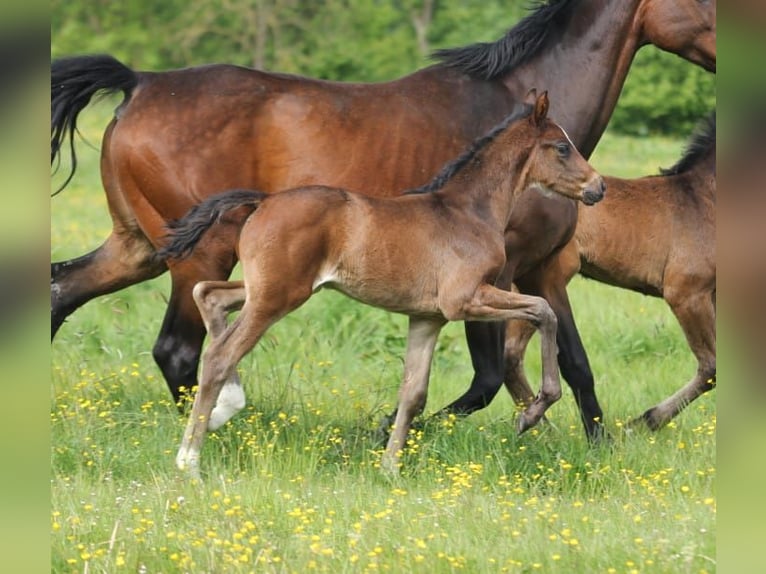 Hannoveraan Merrie 1 Jaar Bruin in Ostercappeln