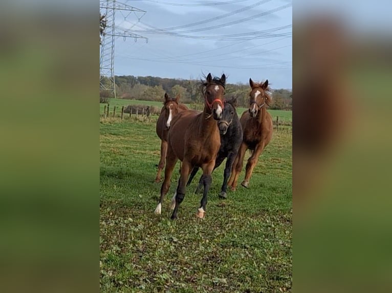 Hannoveraan Merrie 1 Jaar Bruin in Hamm