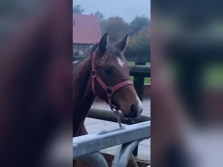 Hannoveraan Merrie 1 Jaar Bruin in Hamm