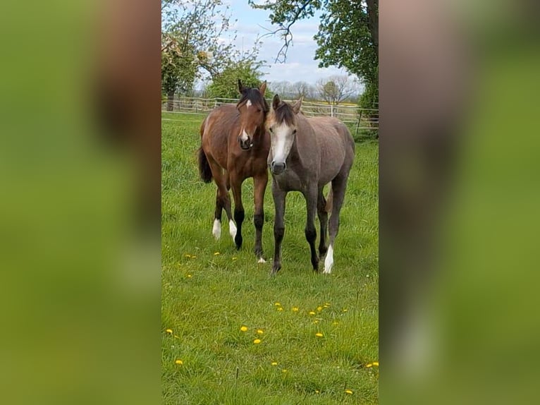 Hannoveraan Merrie 1 Jaar Bruin in Hamm