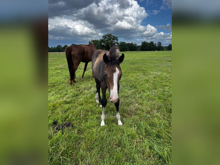 Hannoveraan Merrie 1 Jaar Bruin in Langwedel