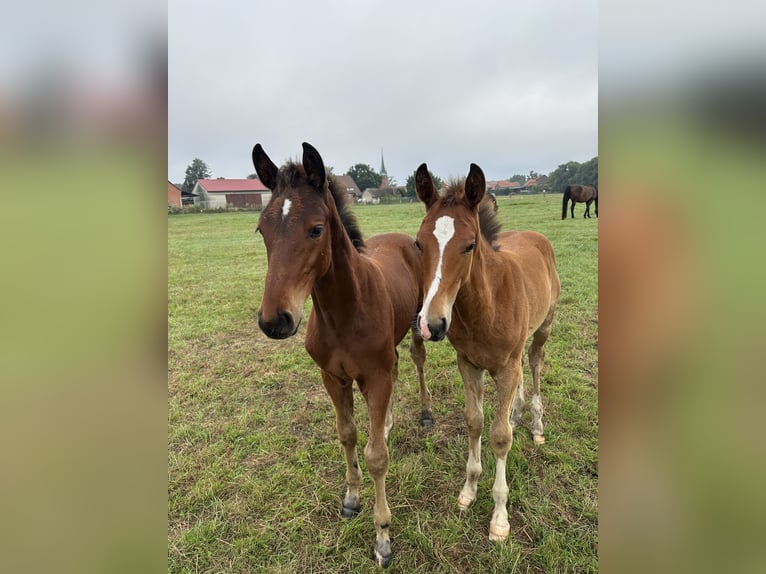Hannoveraan Merrie 1 Jaar Bruin in Wahrenholz