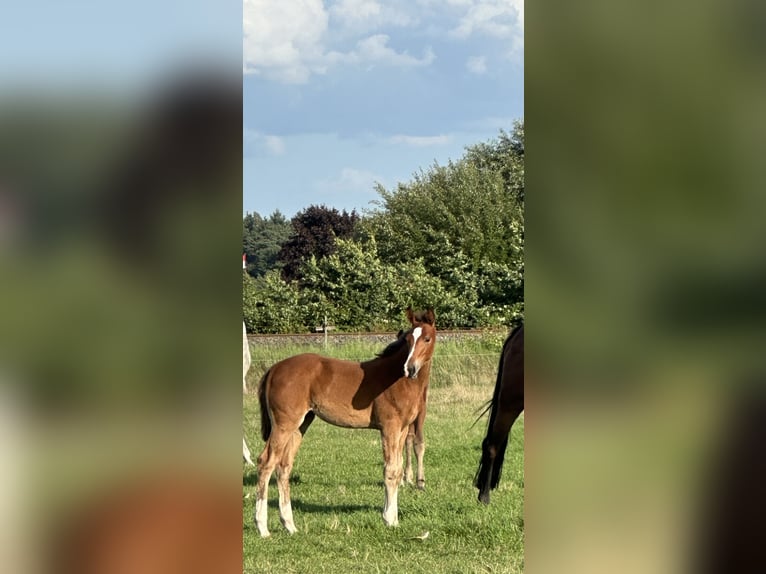 Hannoveraan Merrie 1 Jaar Bruin in Wahrenholz