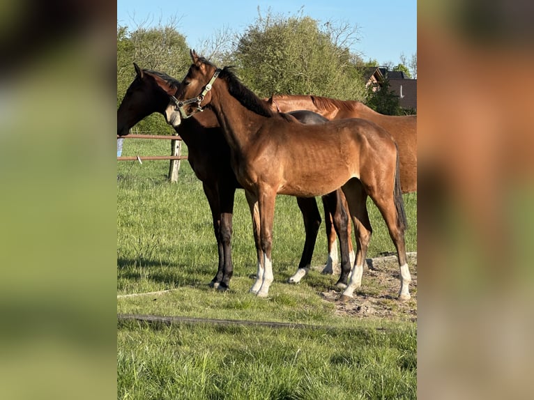 Hannoveraan Merrie 1 Jaar Bruin in Wahrenholz