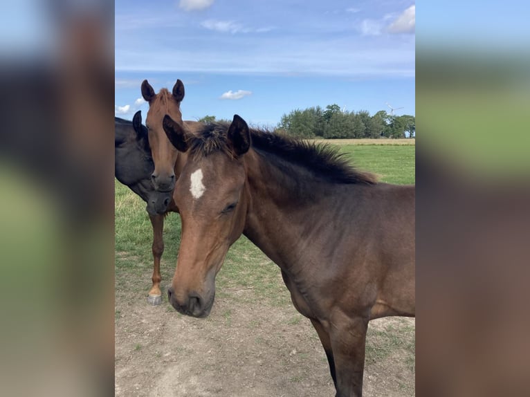 Hannoveraan Merrie 1 Jaar Donkerbruin in Butjadingen