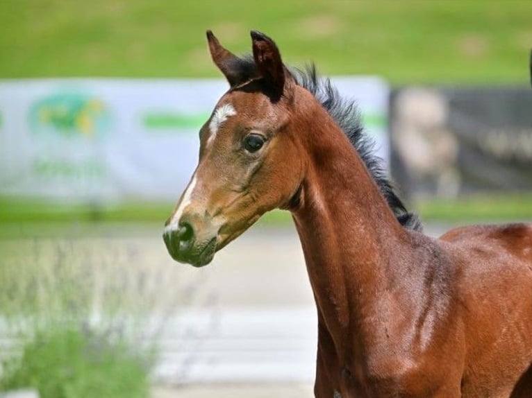 Hannoveraan Merrie 1 Jaar Donkerbruin in Calau