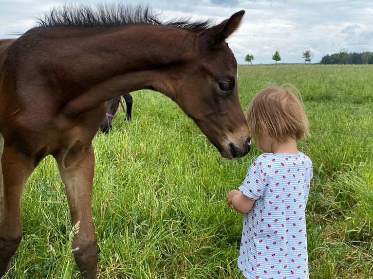 Hannoveraan Merrie 1 Jaar Donkerbruin in Calau