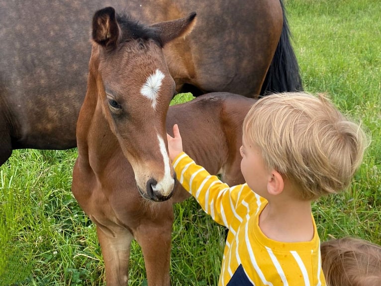 Hannoveraan Merrie 1 Jaar Donkerbruin in Calau